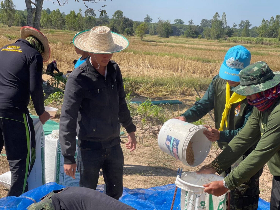 ร.13 จัดกำลังพลช่วยเหลือเกษตรกรชาวนาเก็บเกี่ยวข้าวขึ้นยุ้งฉาง ลดภาระค่าแรงงานให้กับเกษตรกร